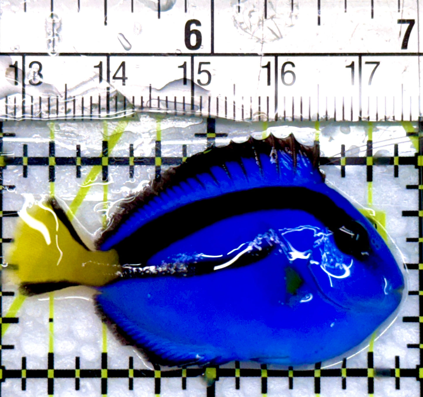 Blue Hippo Tang BHT100502 WYSWYG Size: S 2"