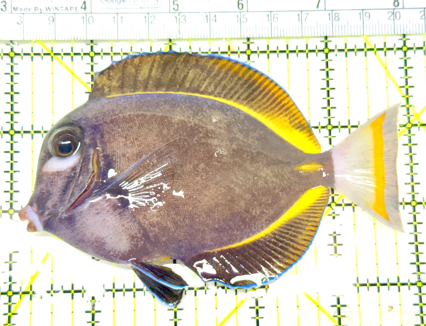 Gold Rim Tang GRT072203 WYSIWYG Size: XL 5" approx