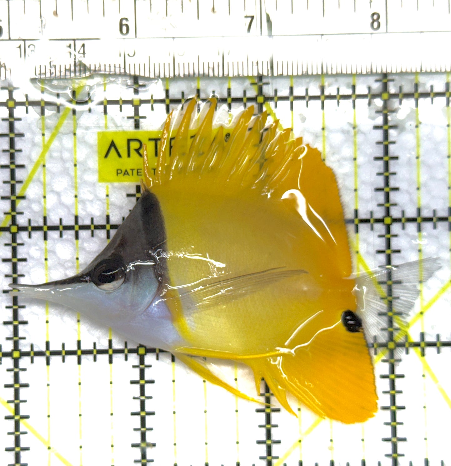 Yellow Longnose Butterflyfish YLB100601 WYSIWYG Size: M 3.5" approx