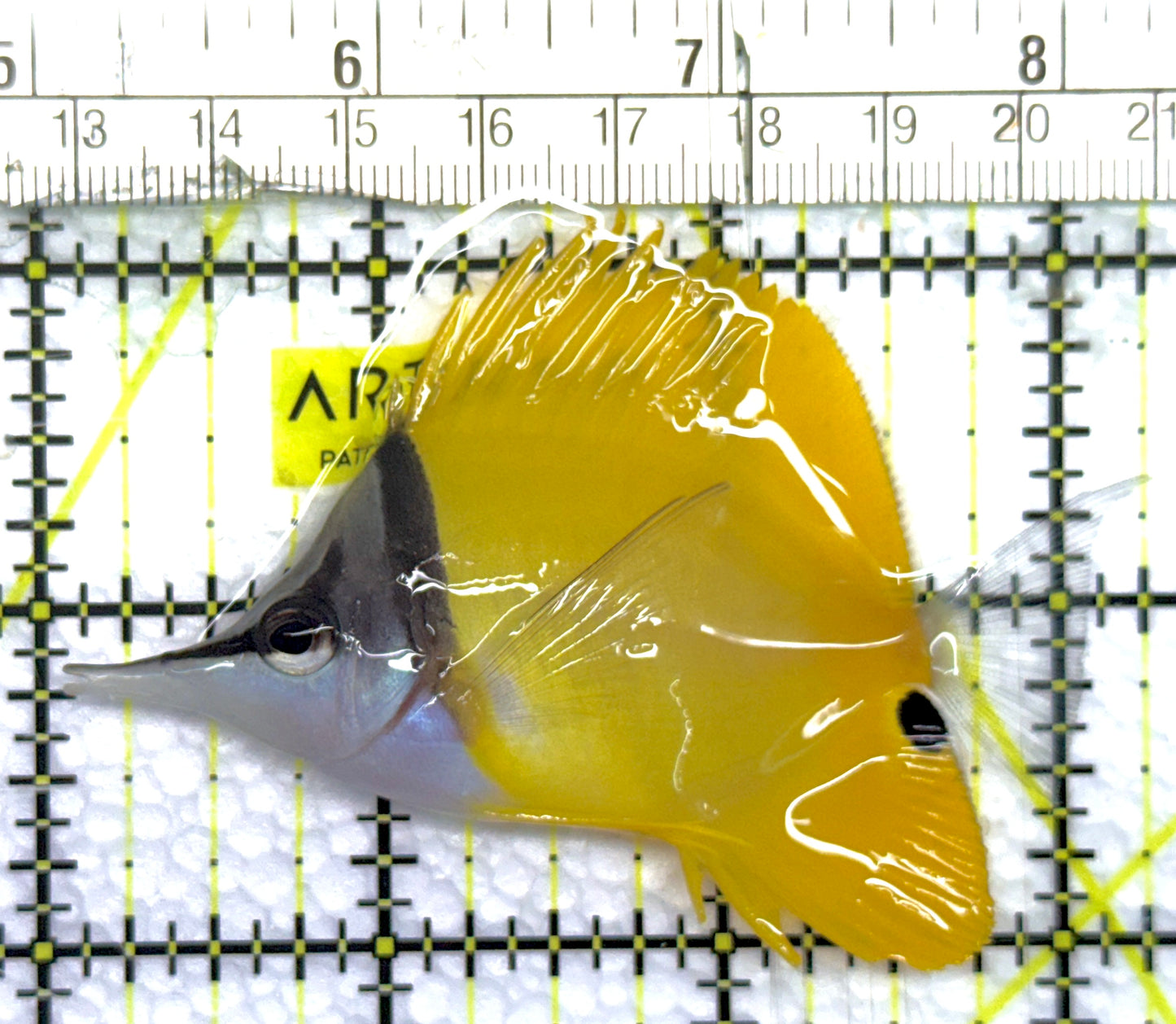 Yellow Longnose Butterflyfish YLB100602 WYSIWYG Size: M 3.25" approx
