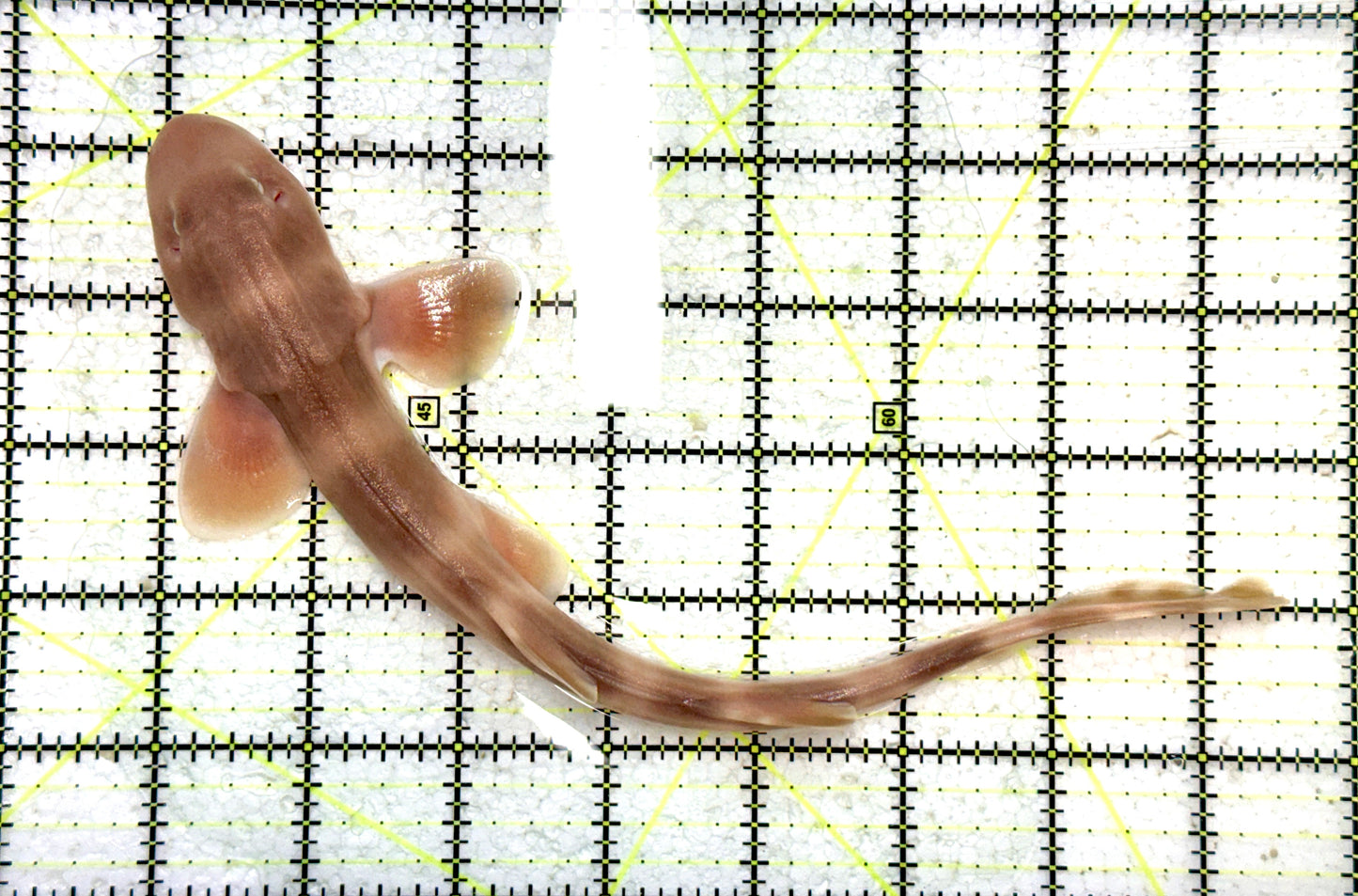 Grey Bamboo Shark GBS080101 WYSIWYG Size: L 9.75" approx