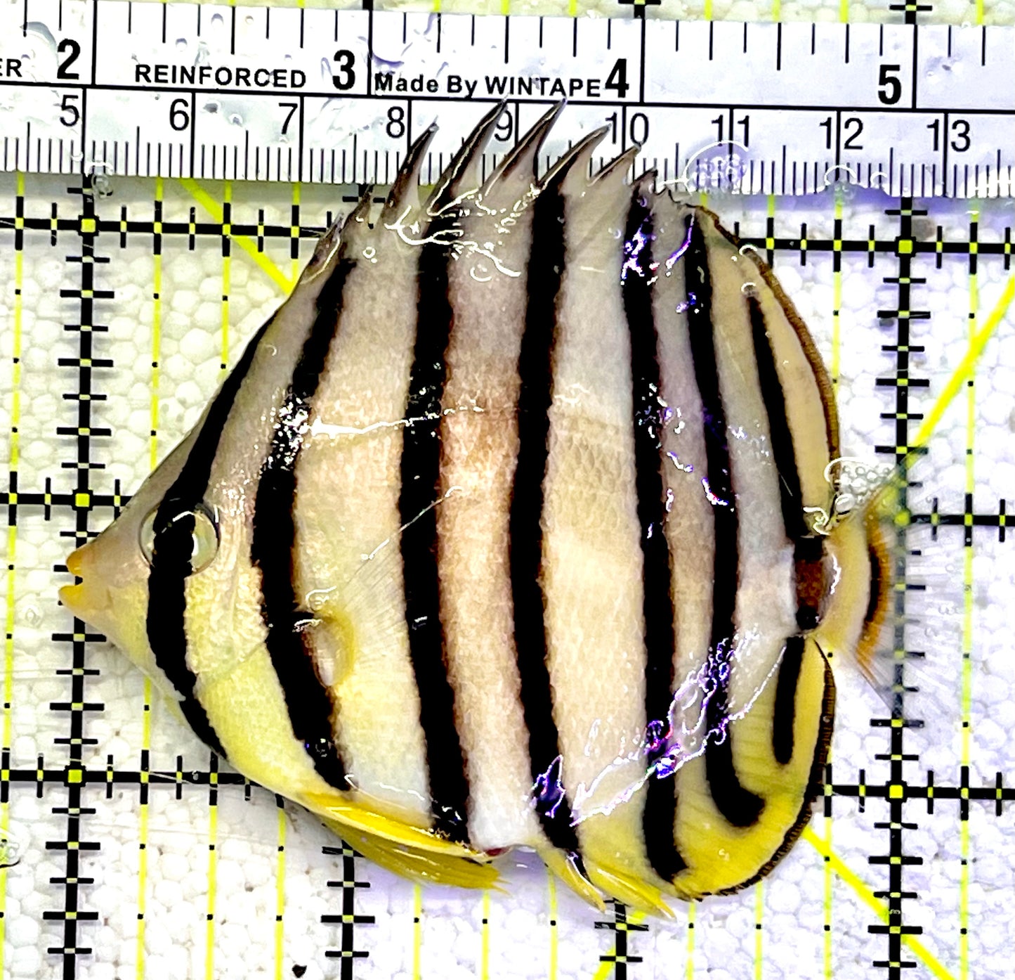 Eight Band Butterflyfish EBF060801 WYSIWYG Size: XL 3.5”