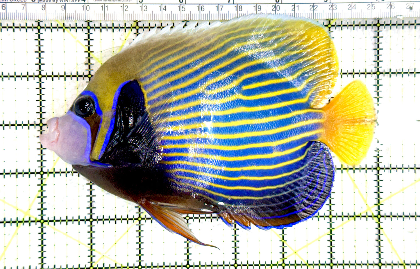 Emperor Angelfish Adult EAA080101 WYSIWYG Size: XL 7" approx