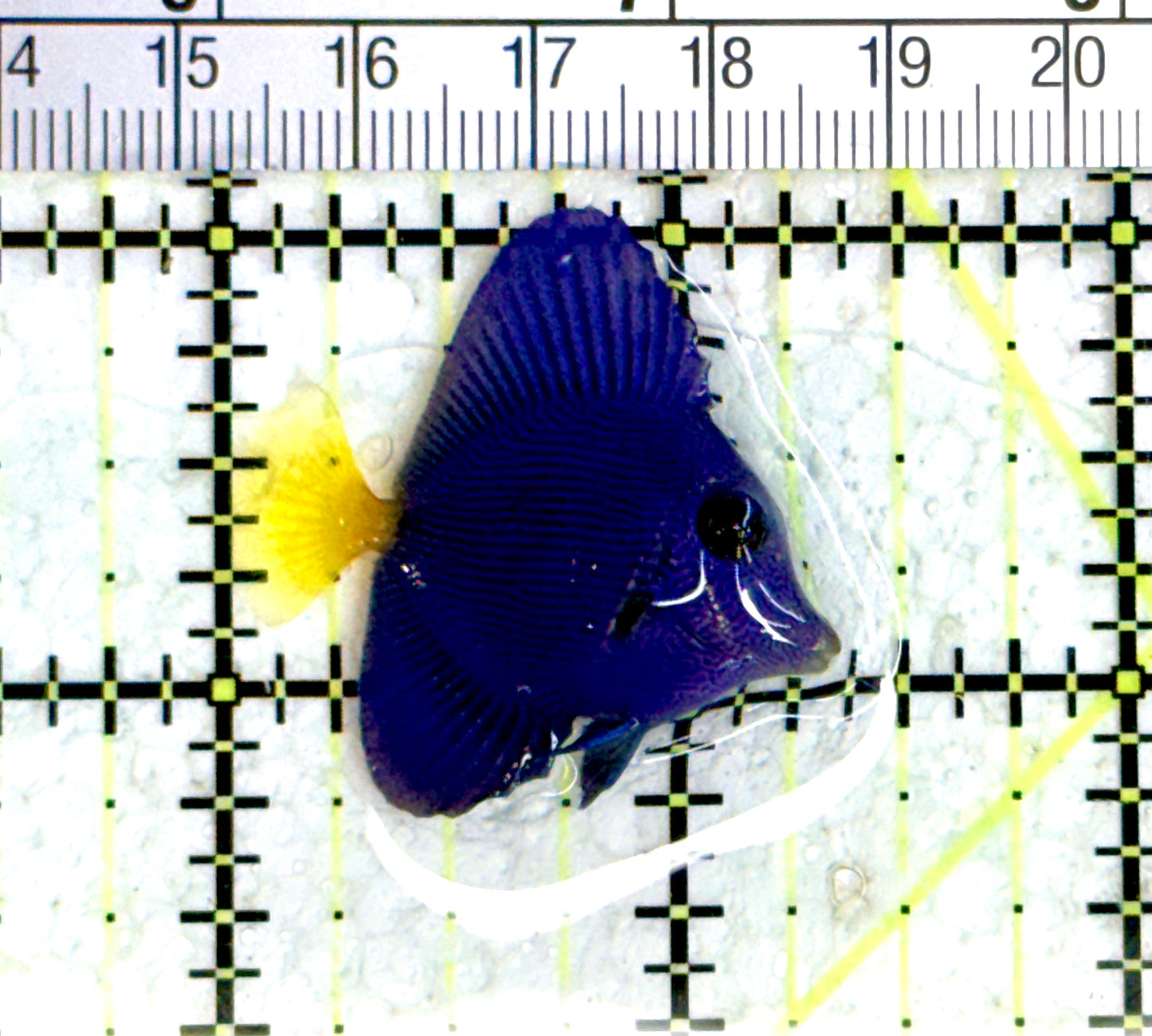 Purple Tang PT080101 WYSIWYG Size: Tiny 1.25" approx