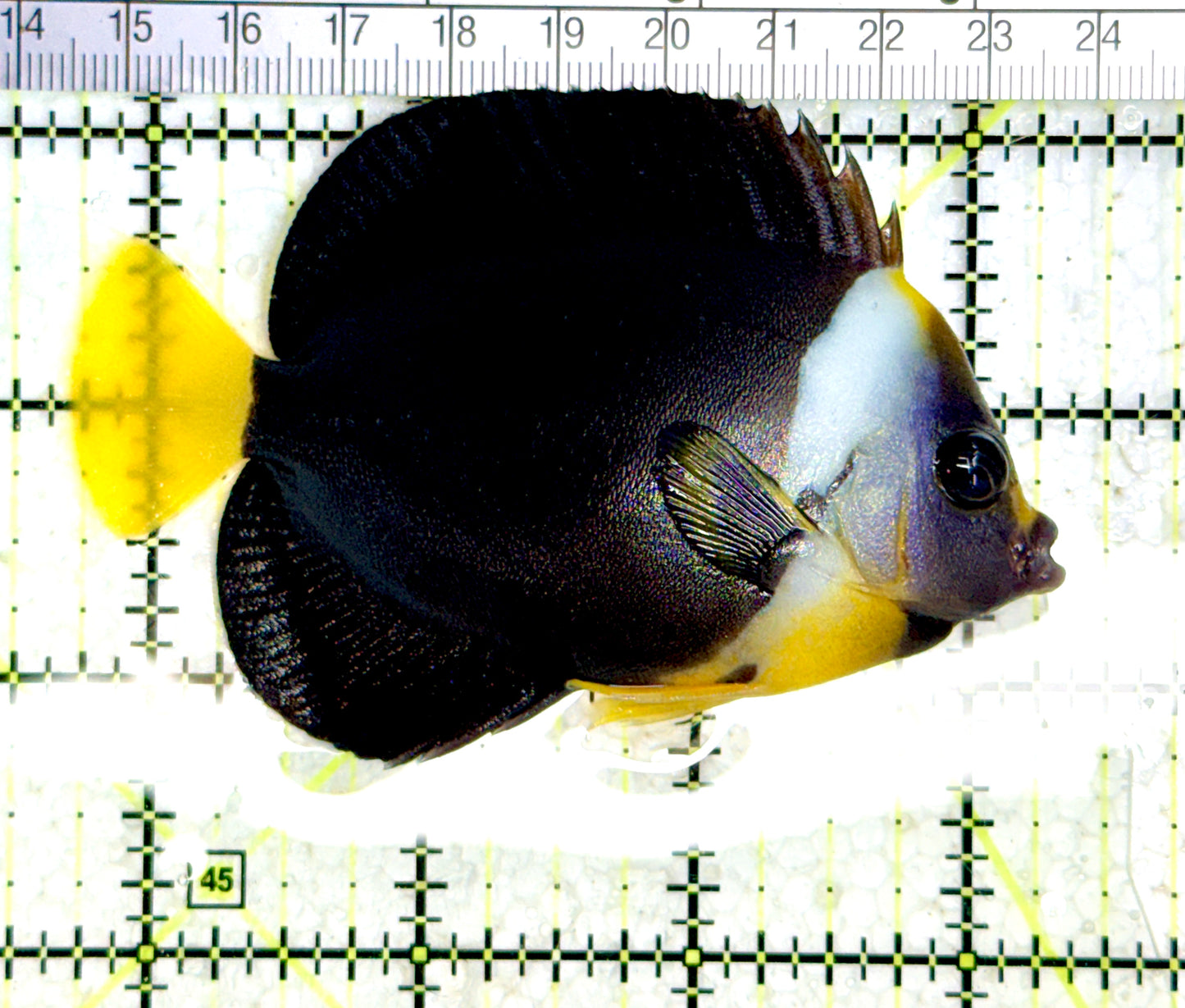 Personifer Angelfish Australia (Female) PAA080101 WYSIWYG Size: L 3.5" approx