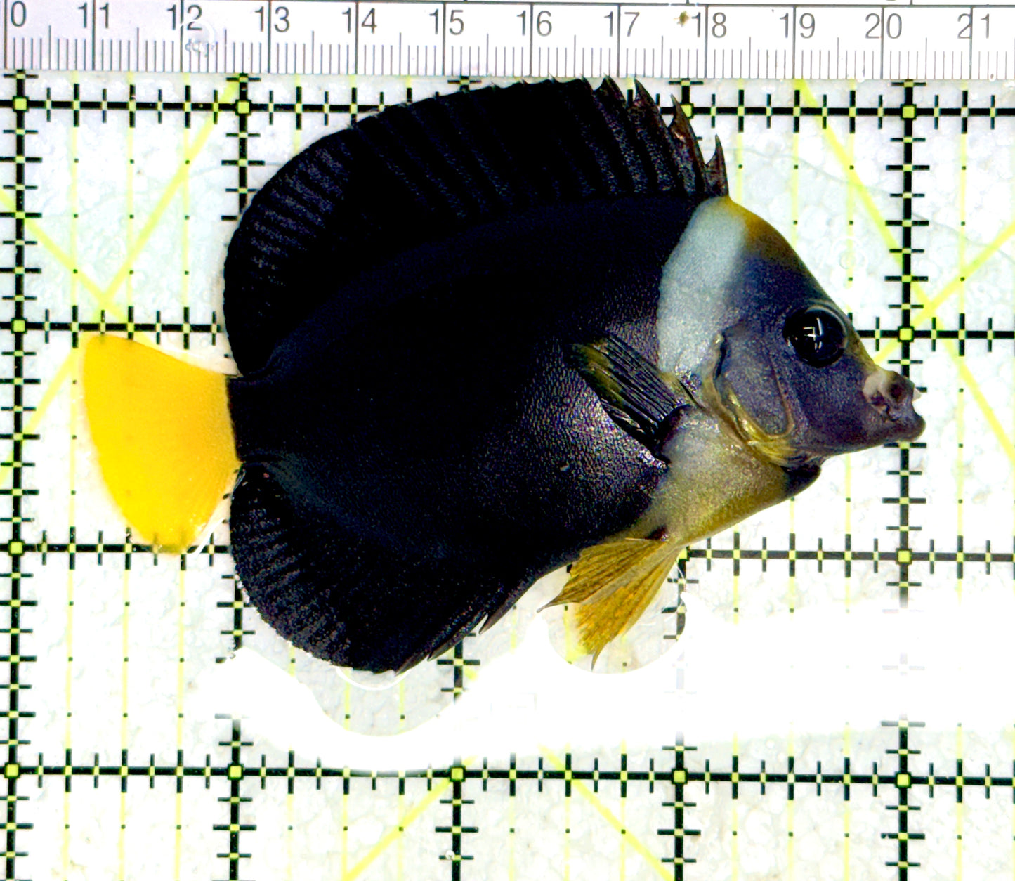 Personifer Angelfish Australia (Female) PAA080104 WYSIWYG Size: L 3.75" approx