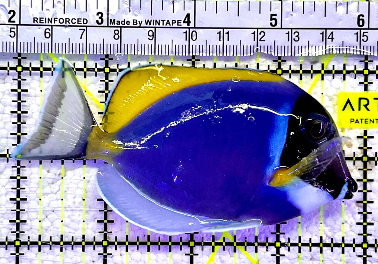 Powder Blue Tang PBT060801 WYSIWYG Size: ML 4"