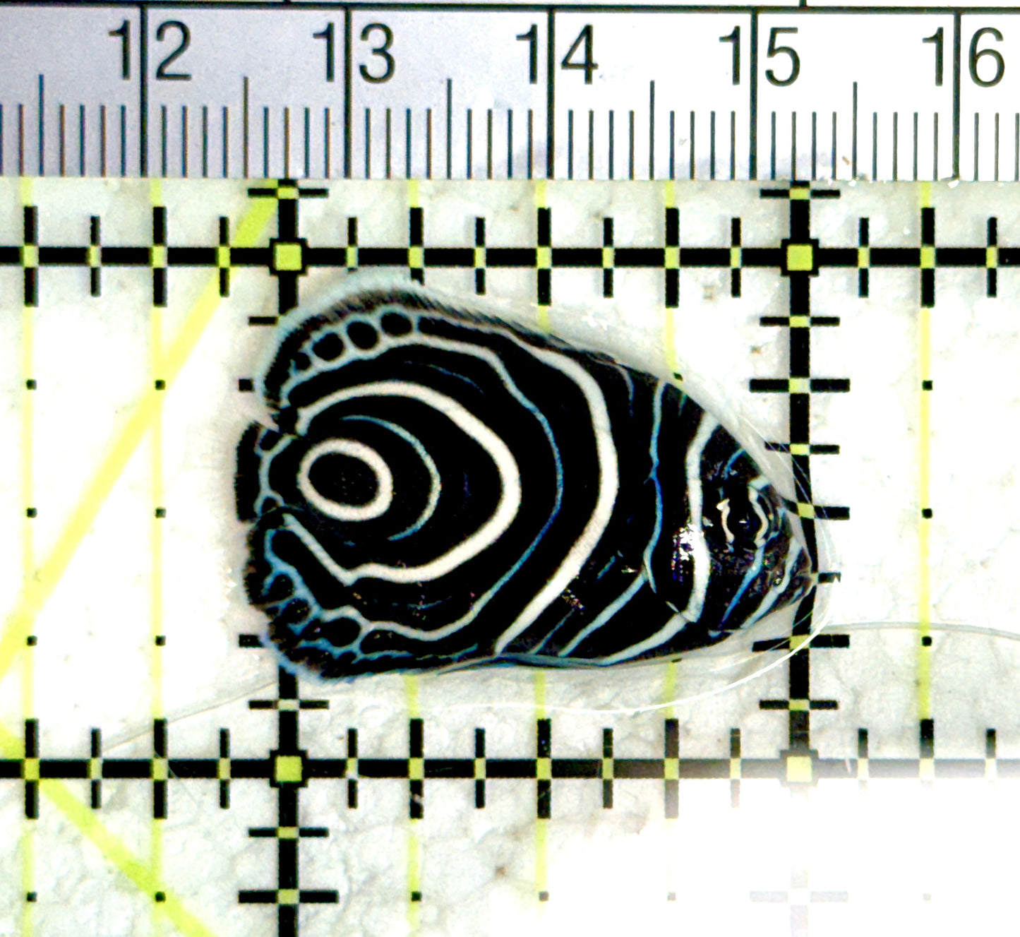 Emperor Angelfish Juvenile EAJ080101 WYSIWYG Size: S 1.25" approx