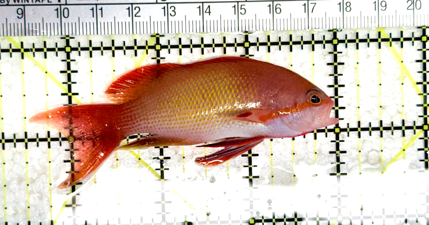 Male Lyretail Anthias (Maldives) MLA080101 WYSIWYG Size: L 3.5"approx