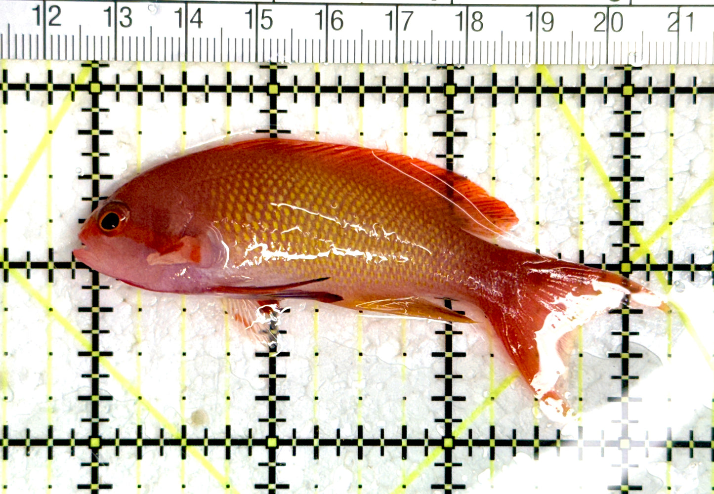 Male Lyretail Anthias (Maldives) MLA080102 WYSIWYG Size: L 3.25"approx