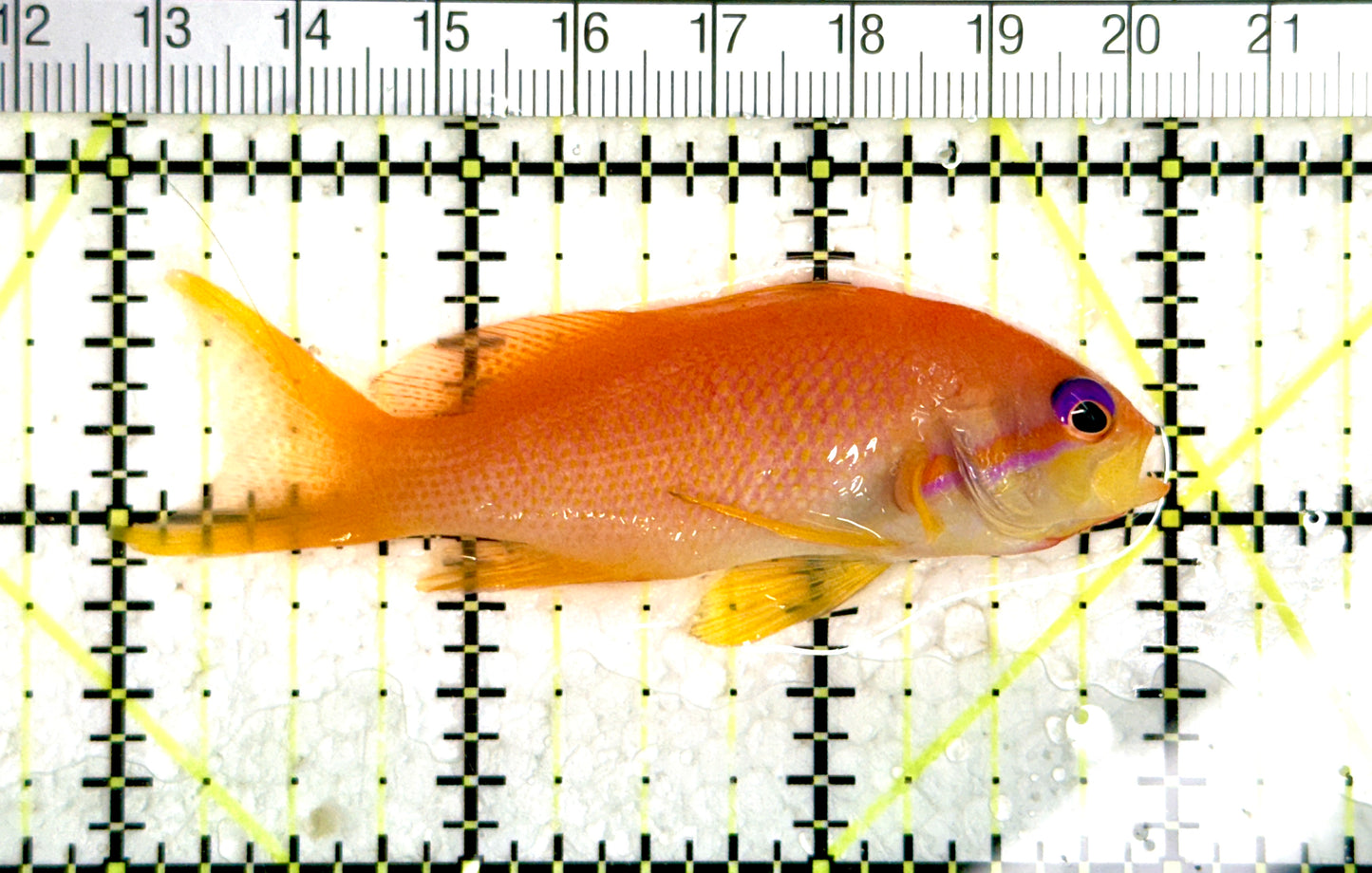 Female Lyretail Anthias (Maldives) FLA080101 WYSIWYG Size: SHOW XXL 3" approx