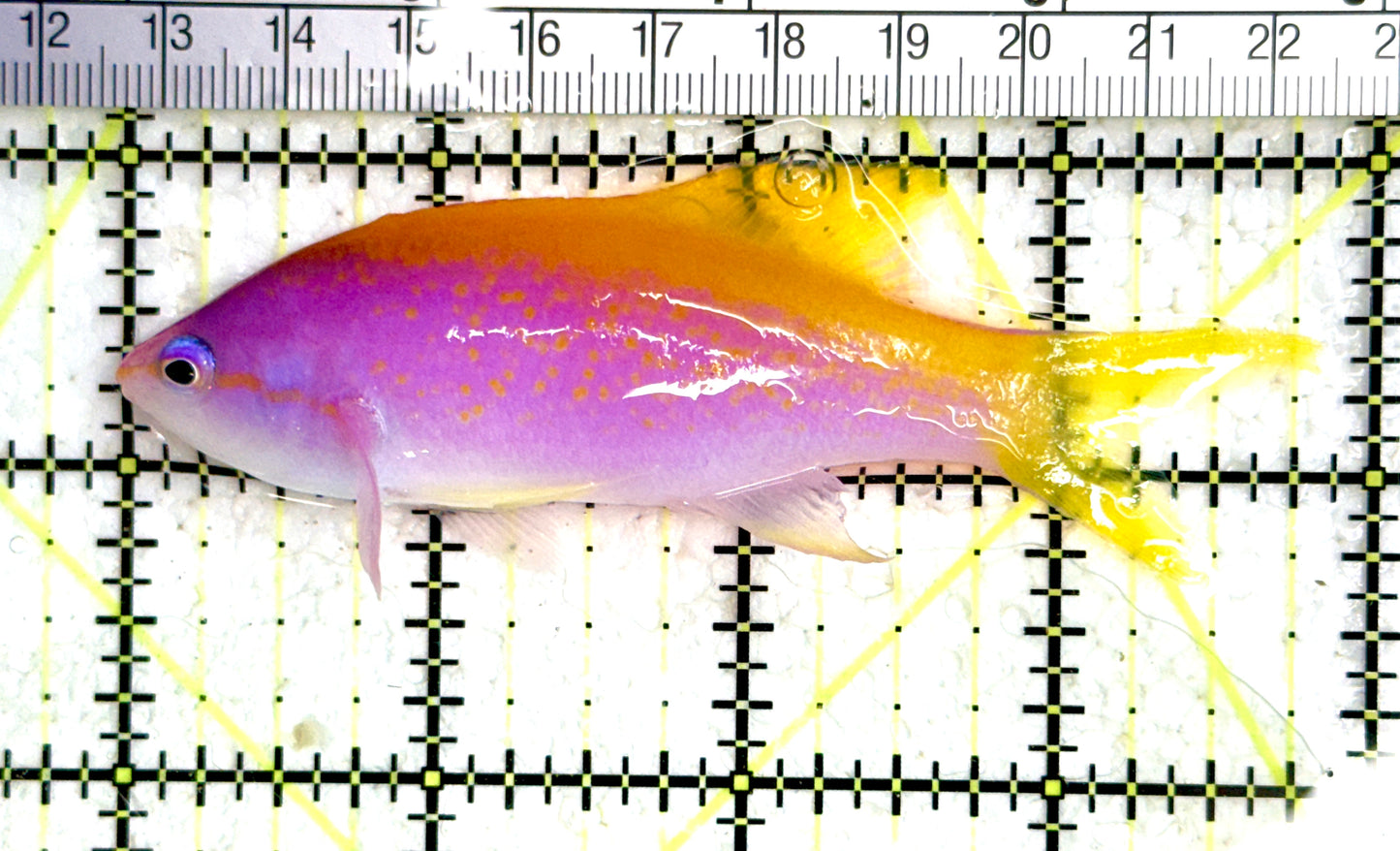 Evan's Anthias EA080101 WYSIWYG Size: XL 3.75" approx