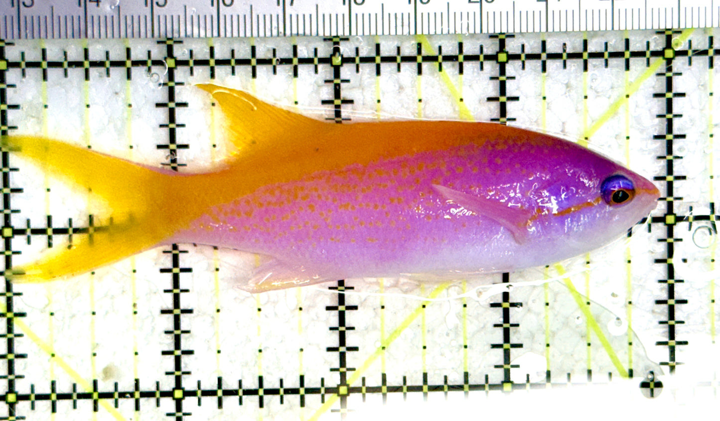 Evan's Anthias EA080102 WYSIWYG Size: XL 4" approx