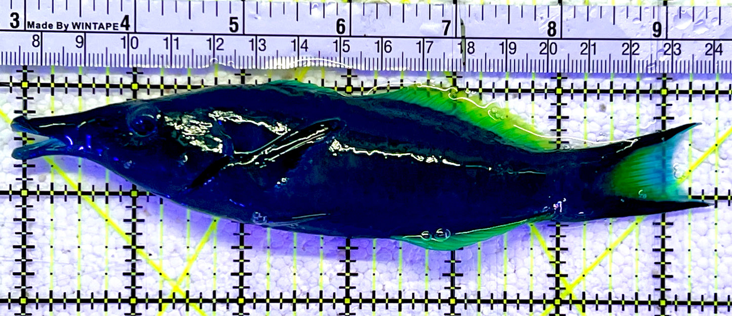 Green Bird Wrasse GBW060801 WYSIWYG Size: XL 6.5"