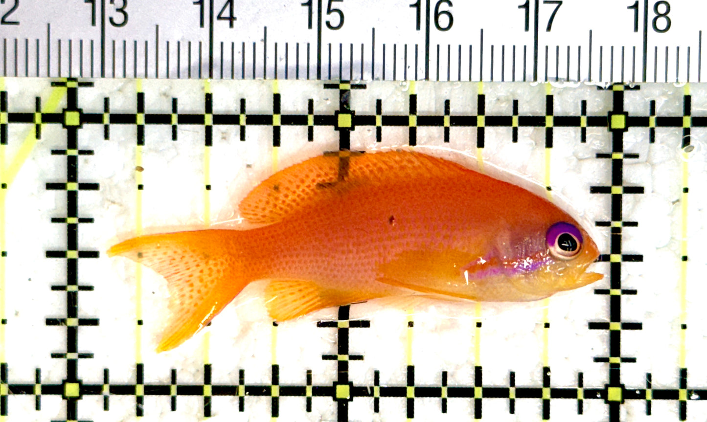 Female Lyretail Anthias (Maldives) FLA080103 WYSIWYG Size: L 2" approx