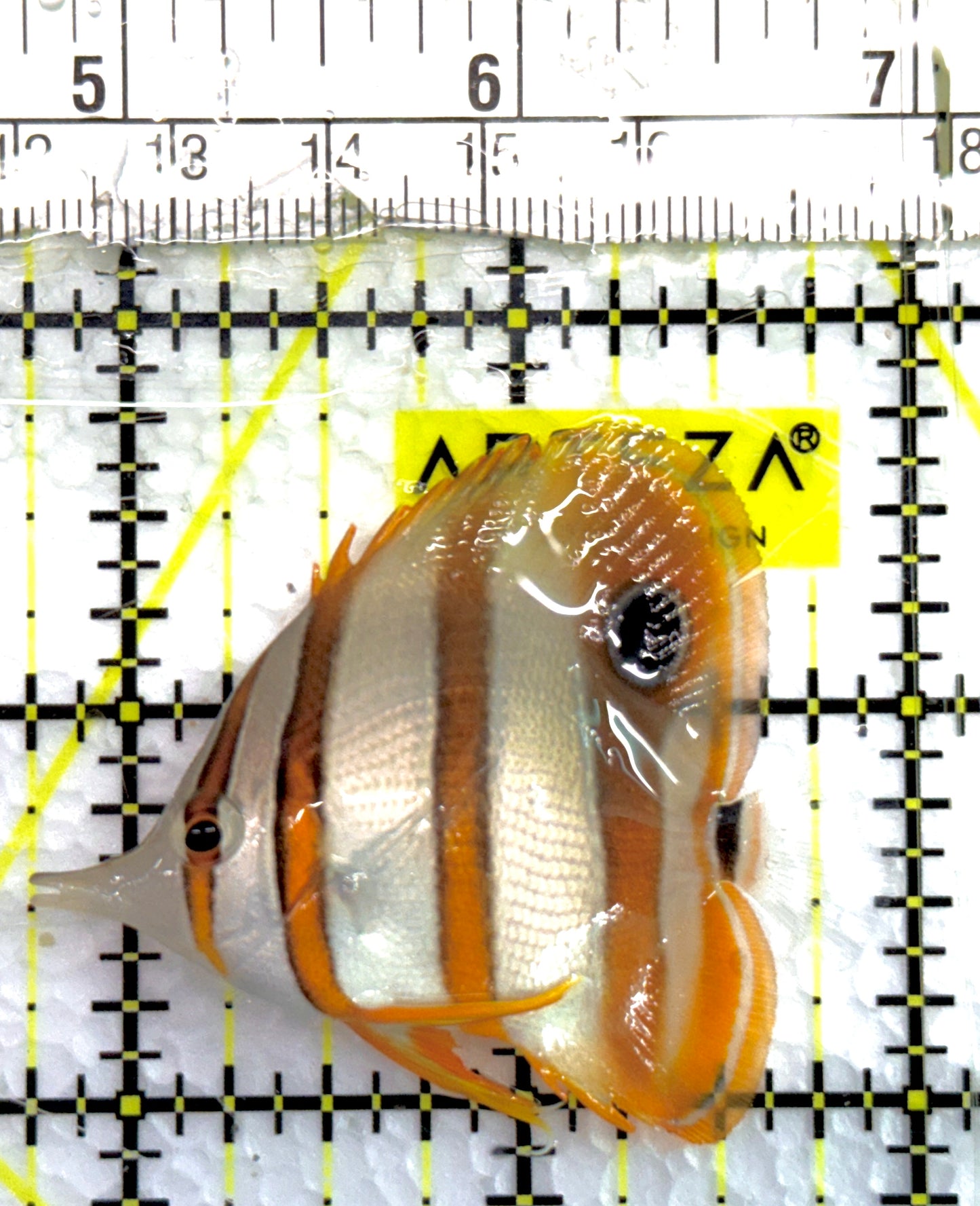 Copperband Butterflyfish CB100602 WYSIWYG Size: S 2.25" approx