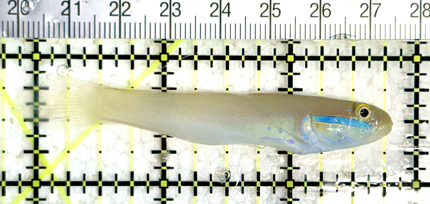 Golden Head Sleeper Goby GHSG080101 WYSIWYG Size: M 2.75"approx