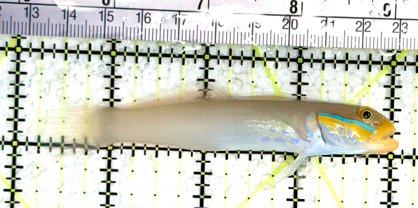 Golden Head Sleeper Goby GHSG080102 WYSIWYG Size: L 3.75" approx