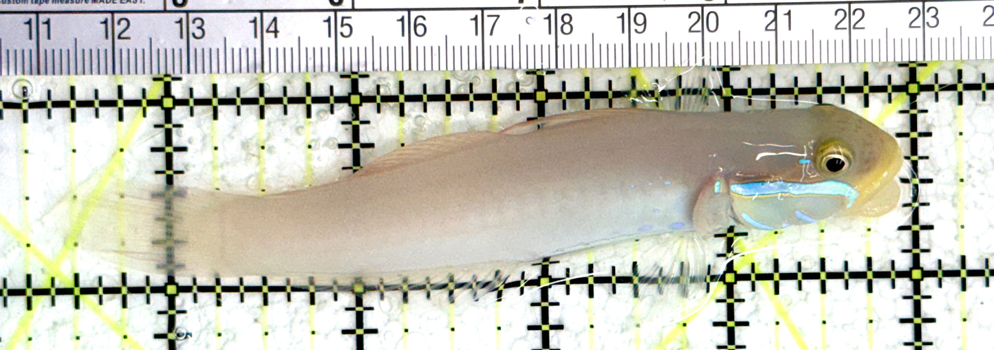 Golden Head Sleeper Goby GHSG080103 WYSIWYG Size: XL 4.5" approx