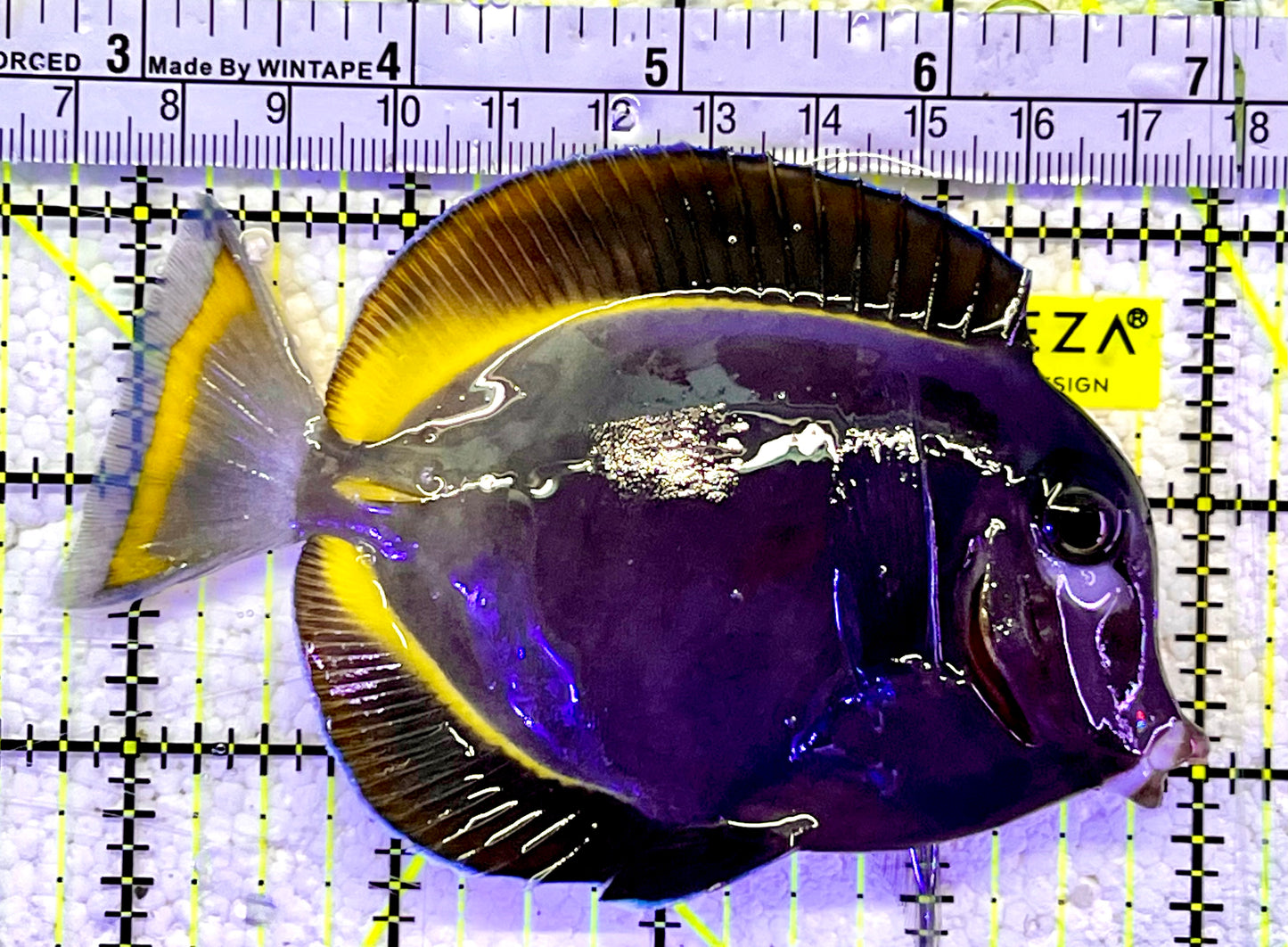 Gold Rim Tang GRT060801 WYSIWYG Size: L 4.25"