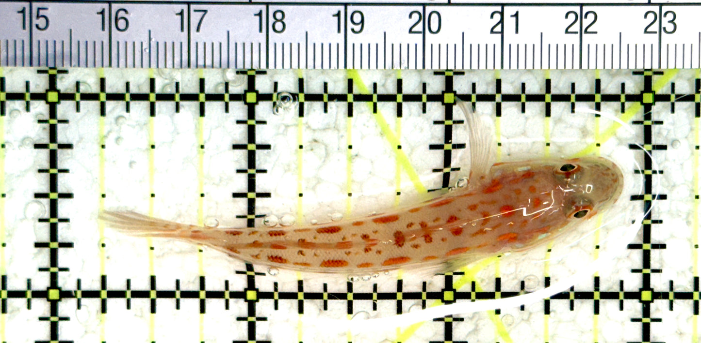 Diamond Watchman Goby DWG080101 WYSIWYG Size: M 2.75" approx