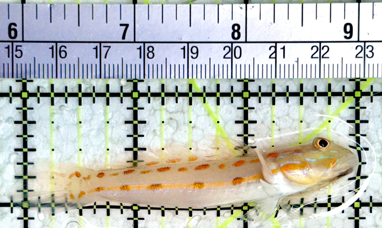 Diamond Watchman Goby DWG080101 WYSIWYG Size: M 3"