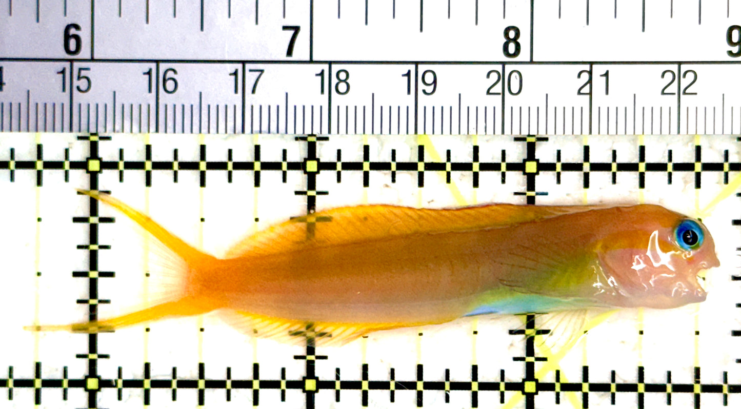 Golden Midas Blenny Africa GMBA080102 WYSIWYG Size: XXL 3" approx