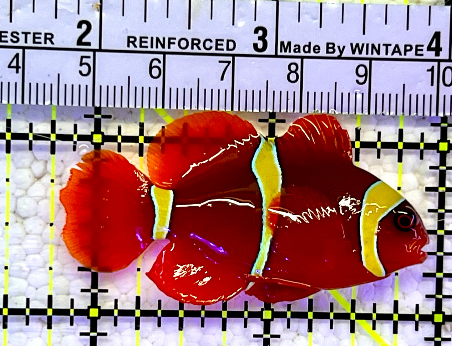 Gold Bar Maroon Clownfish Bali Grade A (Wild Caught) GMC060801 WYSIWYG Size: ML 2.25”