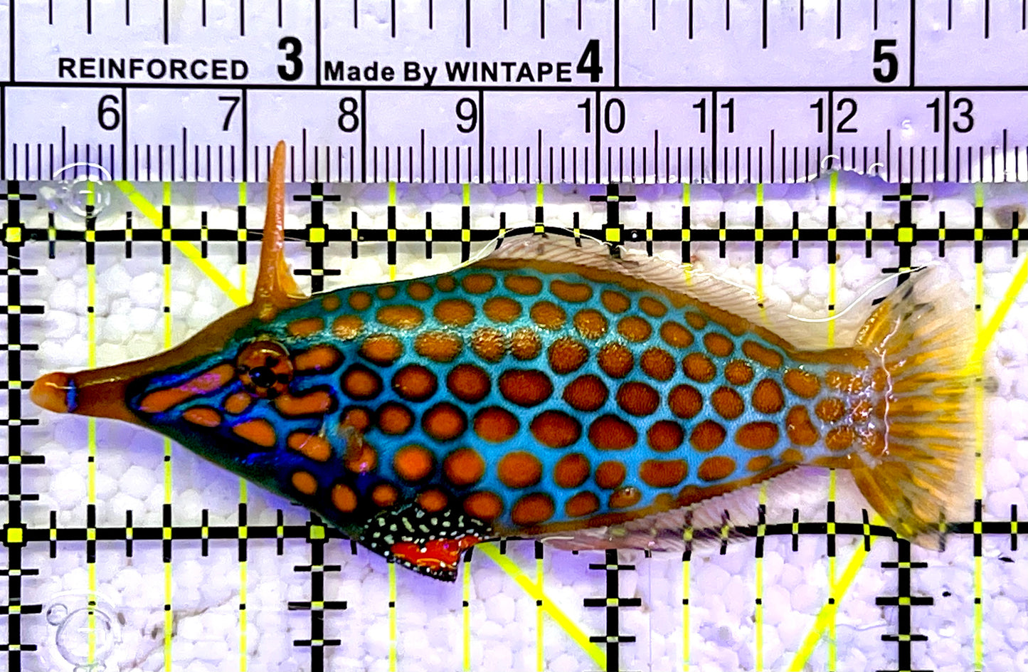 Orange Spotted Filefish OSF061102 WYSIWYG Size: 3.25”