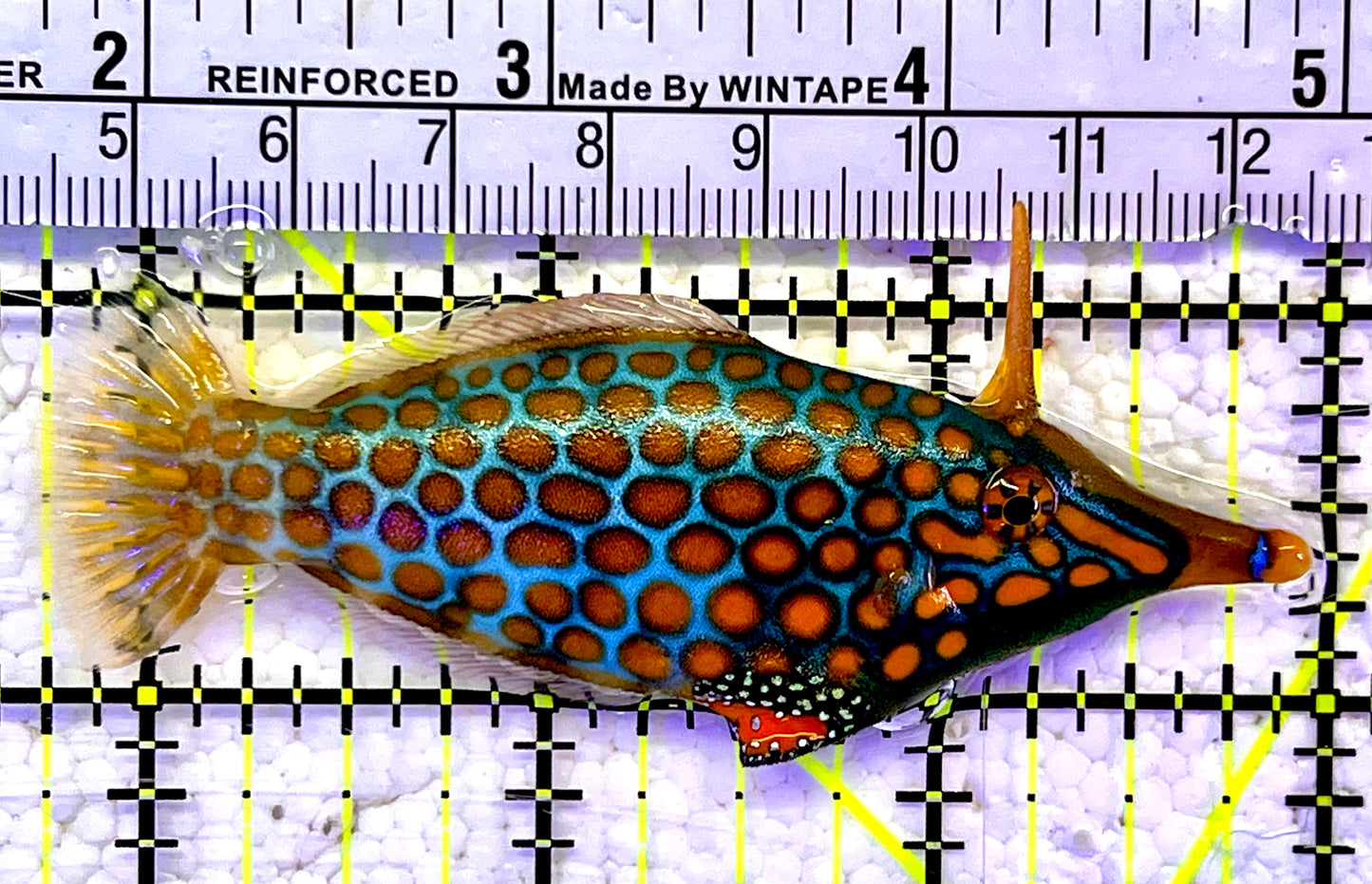 Orange Spotted Filefish OSF061102 WYSIWYG Size: 3.25”