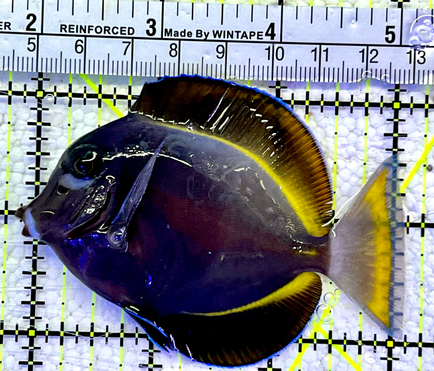 Gold Rim Tang GRT060802 WYSIWYG Size: ML 3.25"