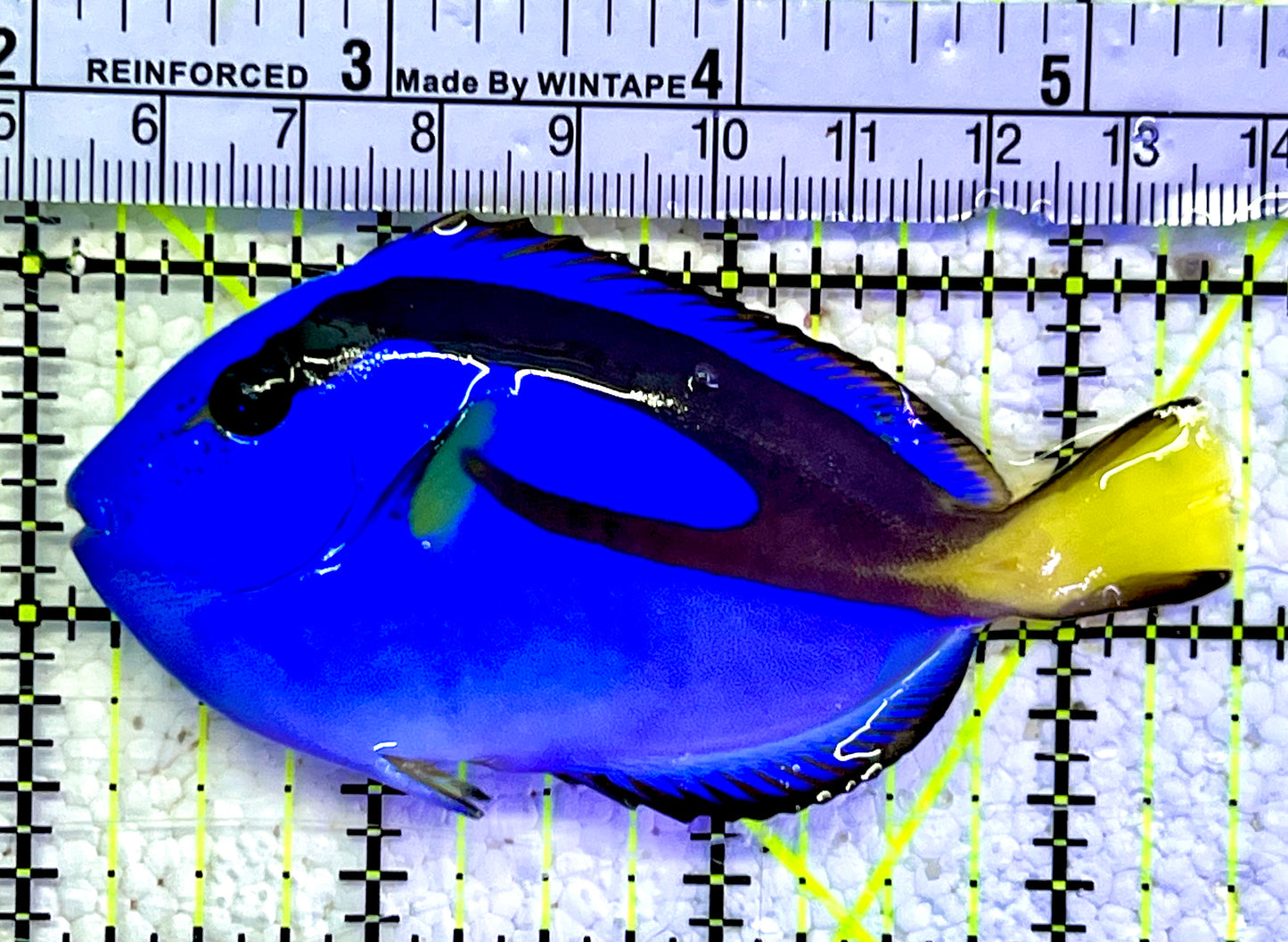 Blue Hippo Tang BHT060907 WYSIWYG Size: M 3.5”