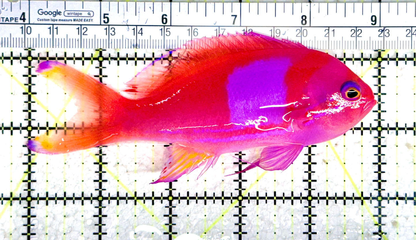 Squareback Anthias (Male) SA080301 WYSIWYG Size: L 5" approx