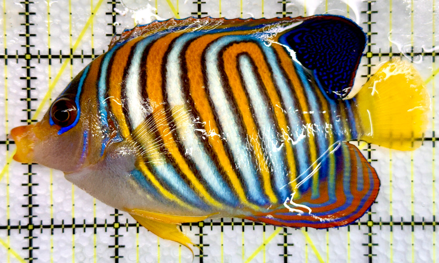 Regal Angelfish RA100501 WYSIWYG Size: L 5"