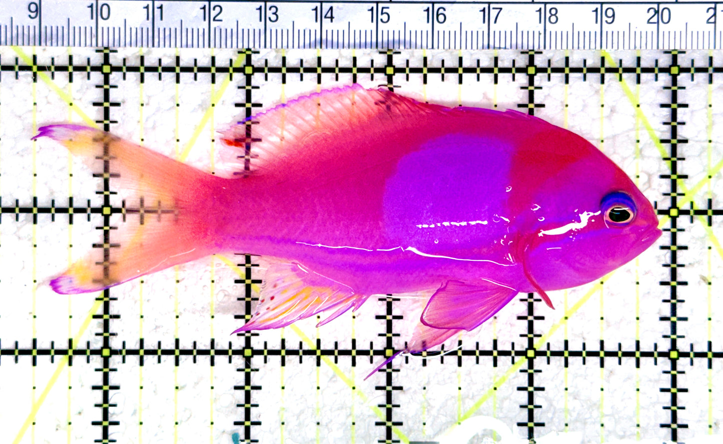 Squareback Anthias (Male) SA080302 WYSIWYG Size: L 4.5" approx