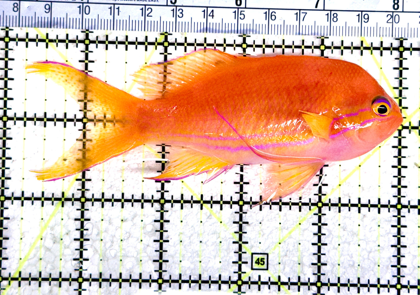 Squareback Anthias (Female) SA080304 WYSIWYG Size: XL 4.75" approx