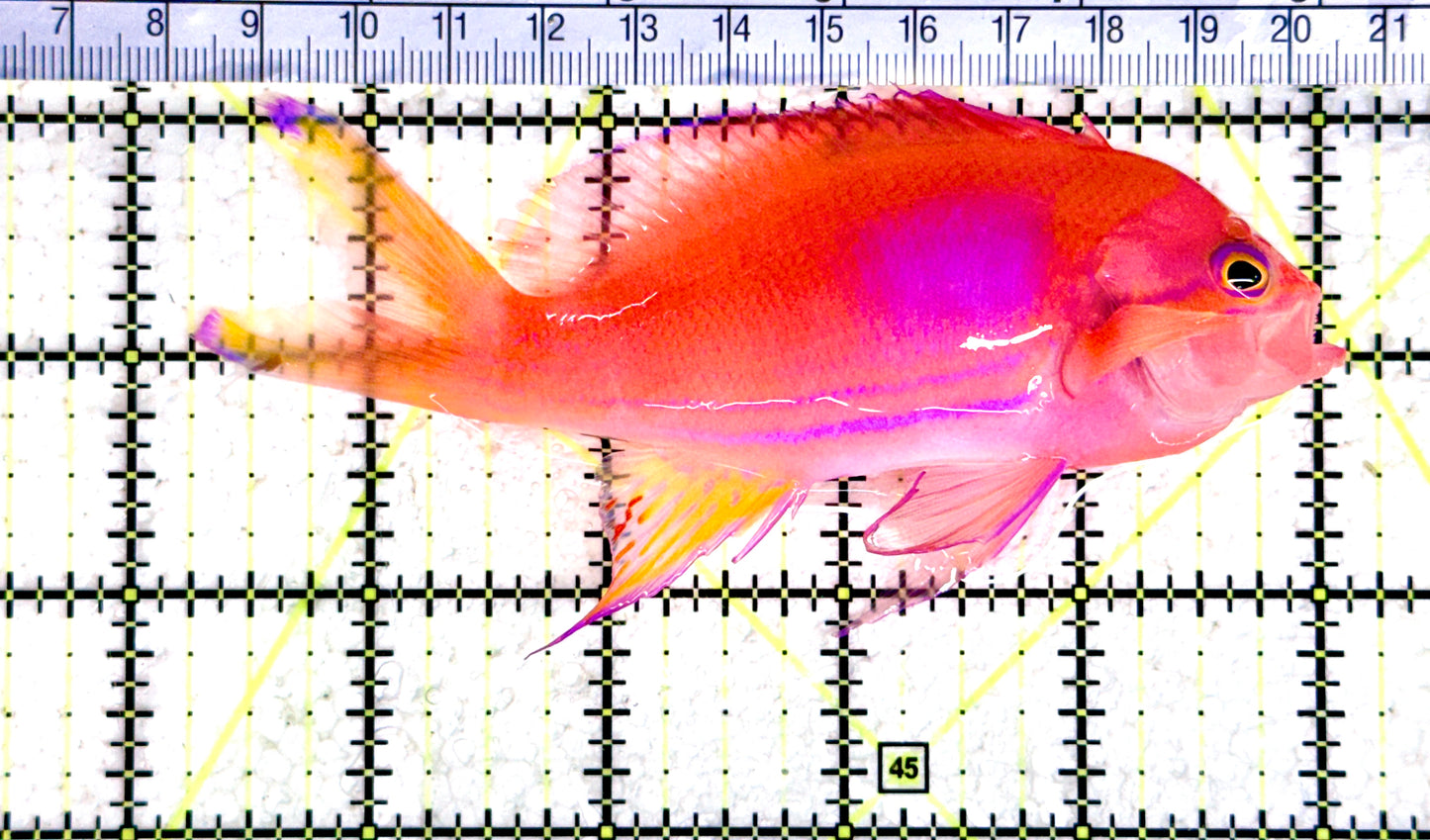 Squareback Anthias (Male) SA080304 WYSIWYG Size: L 4.75" approx