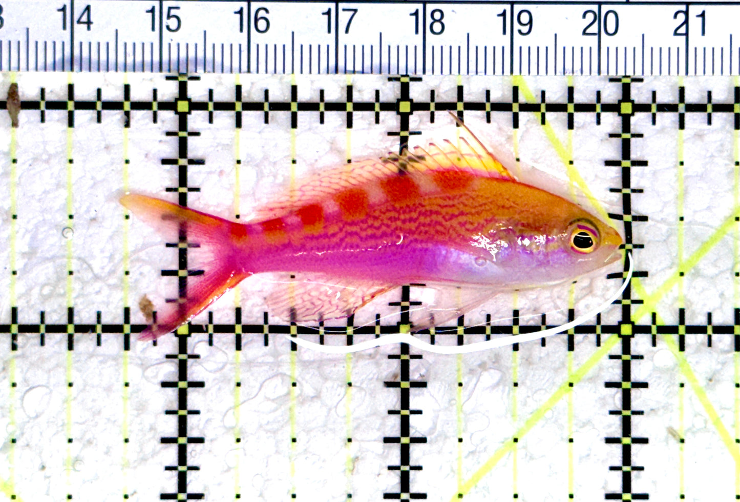 Red Saddled Anthias RSA080303 WYSIWYG Size: M 2.25" approx
