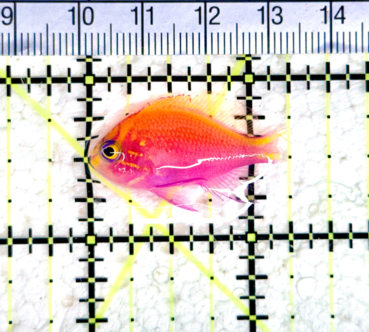 Sunburst Anthias SA080301 WYSIWYG Size: S 1.25"approx