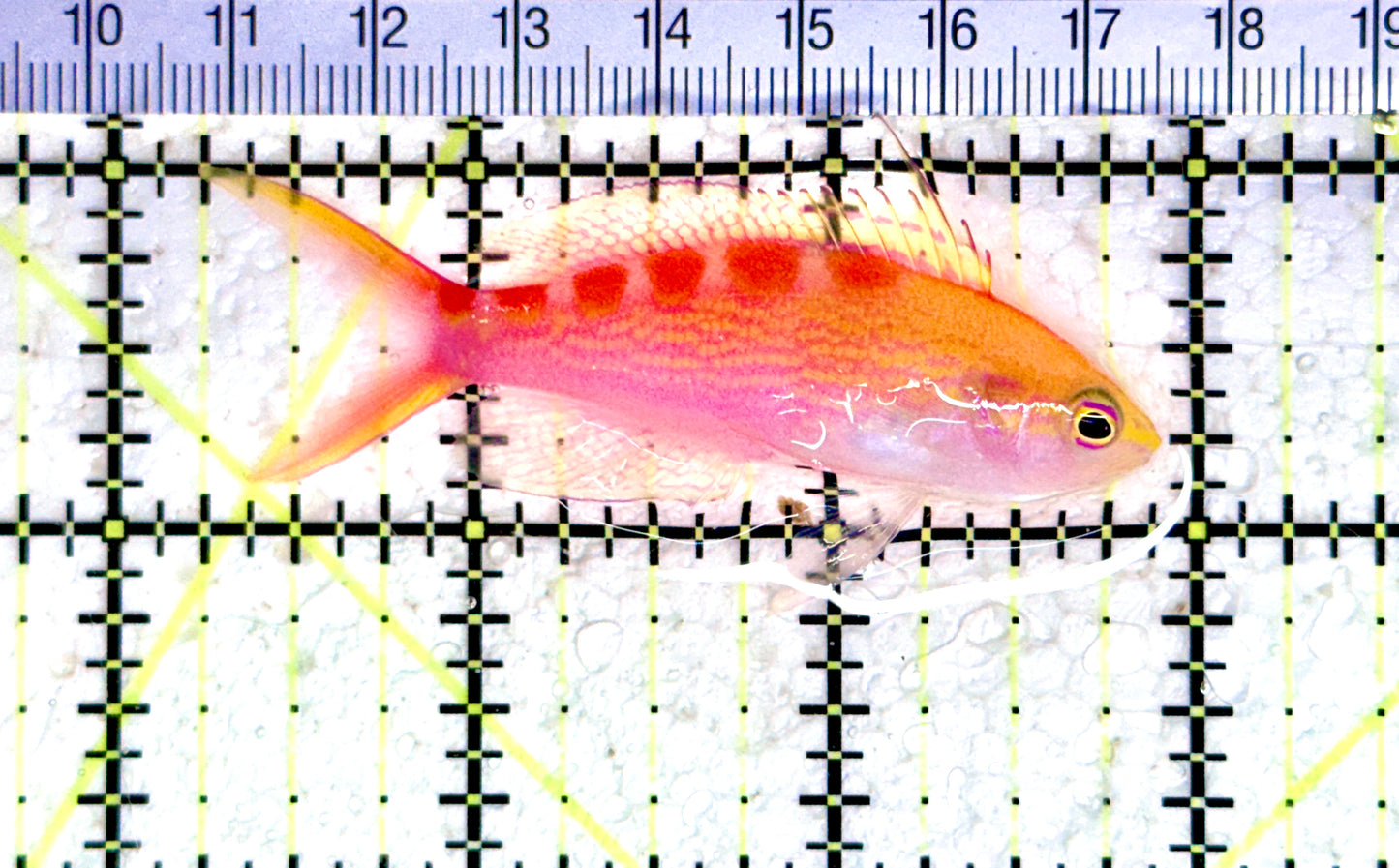 Red Saddled Anthias RSA080301 WYSIWYG Size: M 2.75" approx