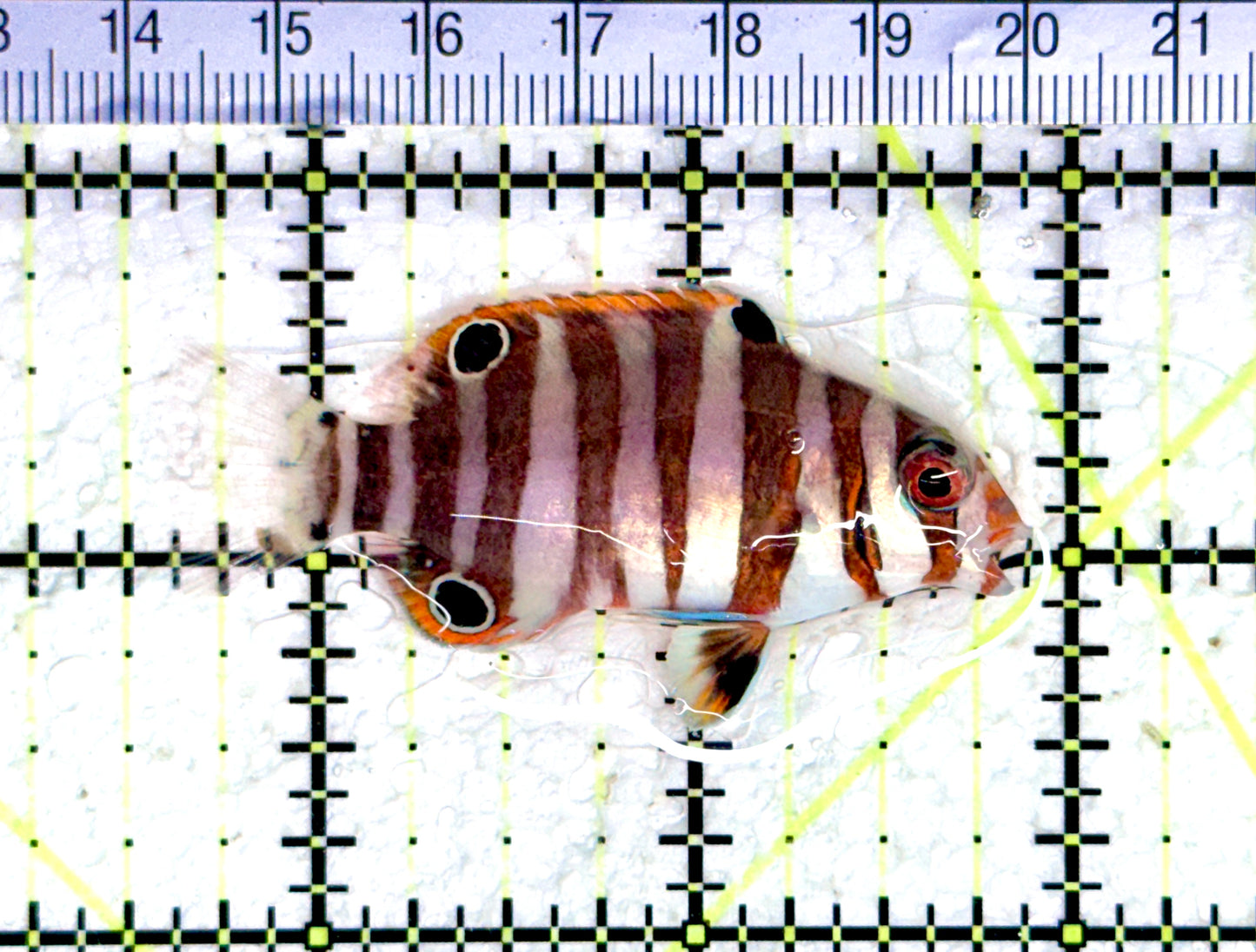 Harlequin Tuskfish HT080304 WYSIWYG Size: S 2.25" approx