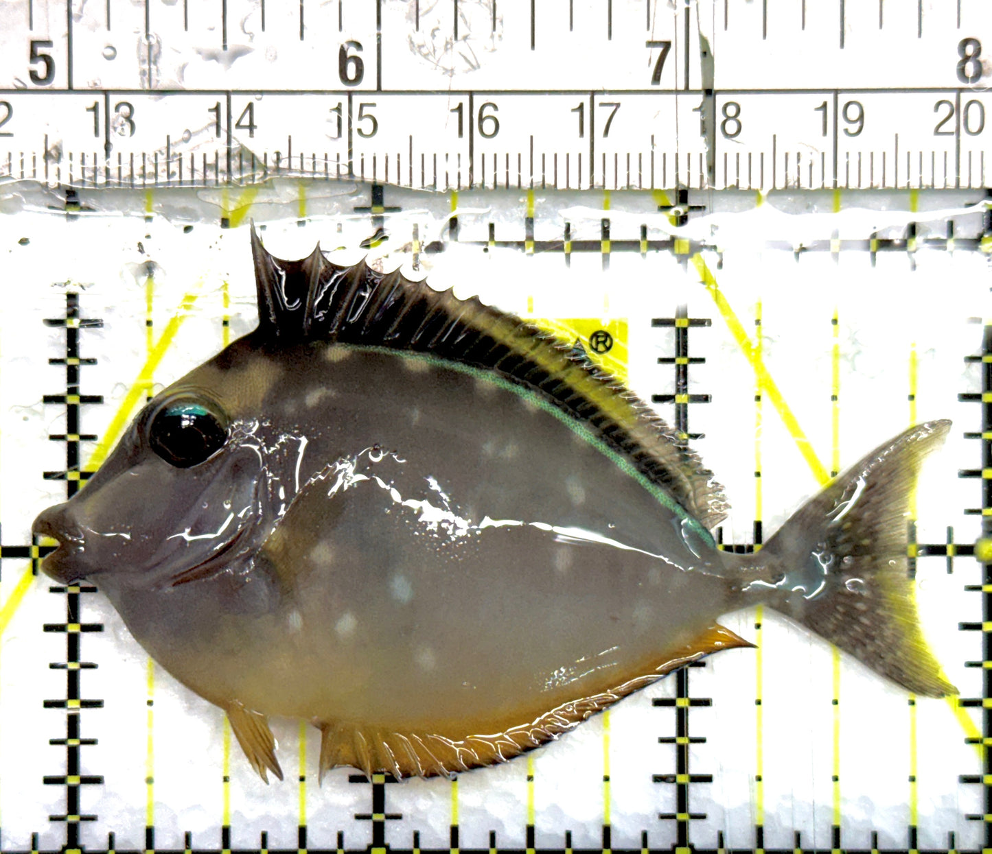 Naso Tang NT100702 WYSIWYG Size: M 3" approx