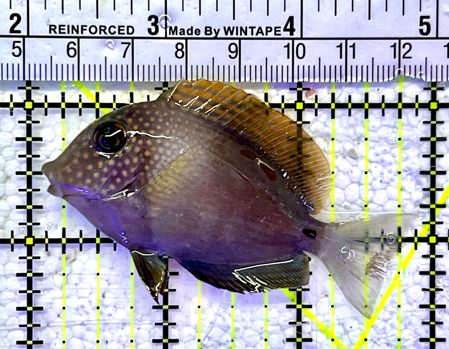 Maculiceps Tang Juvenile MT060801 WYSIWYG Size: S 2.75"