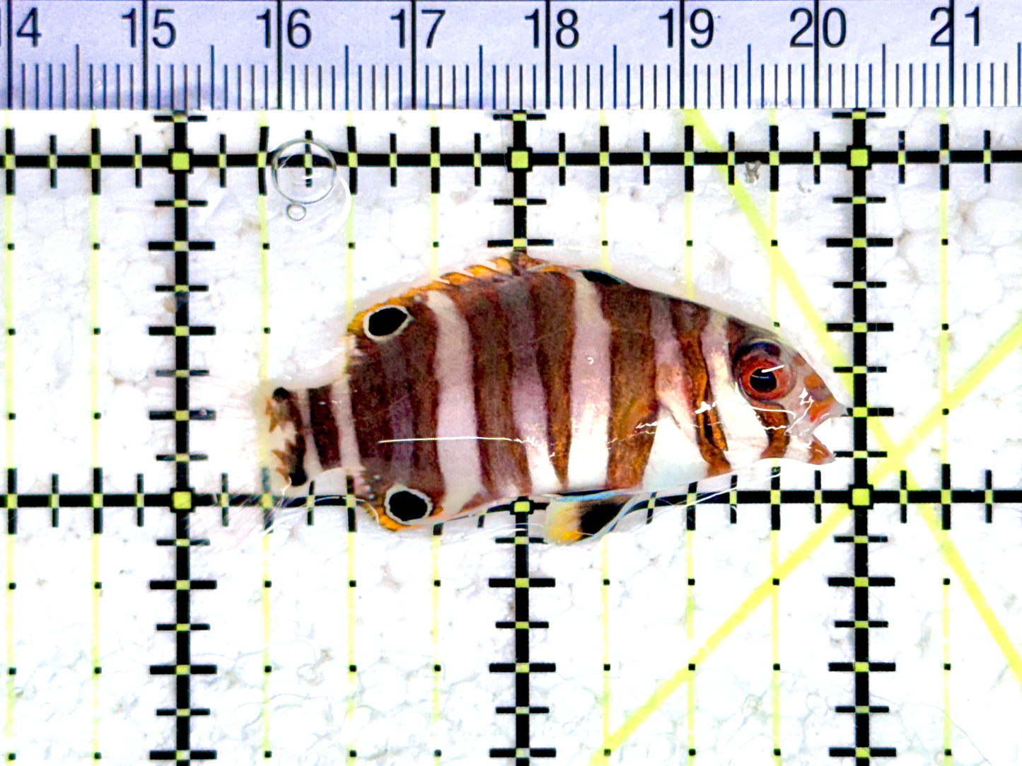Harlequin Tuskfish HT080303 WYSIWYG Size: S 2" approx