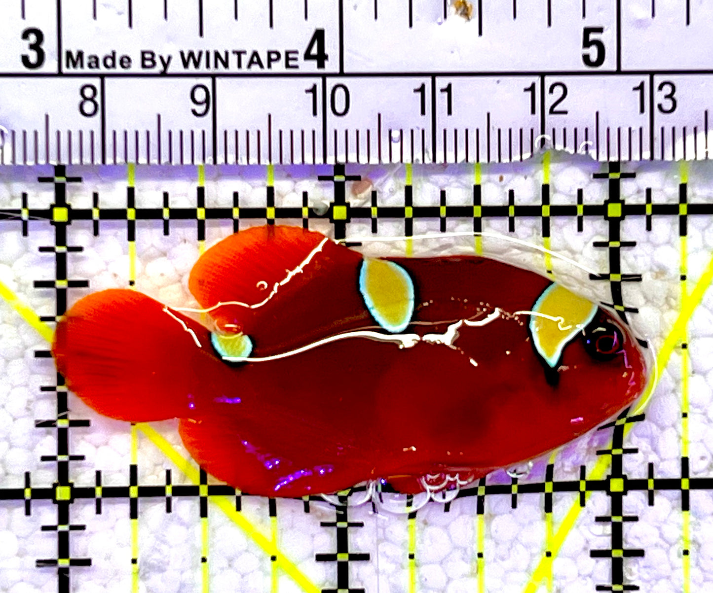 Gold Bar Maroon Clownfish Bali Grade A (Wild Caught) GMC060802 WYSIWYG Size: M 2"