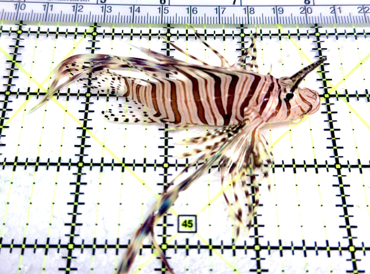 Black Volitan Lionfish BVL080303 WYSIWYG Size: ML 3.75" approx