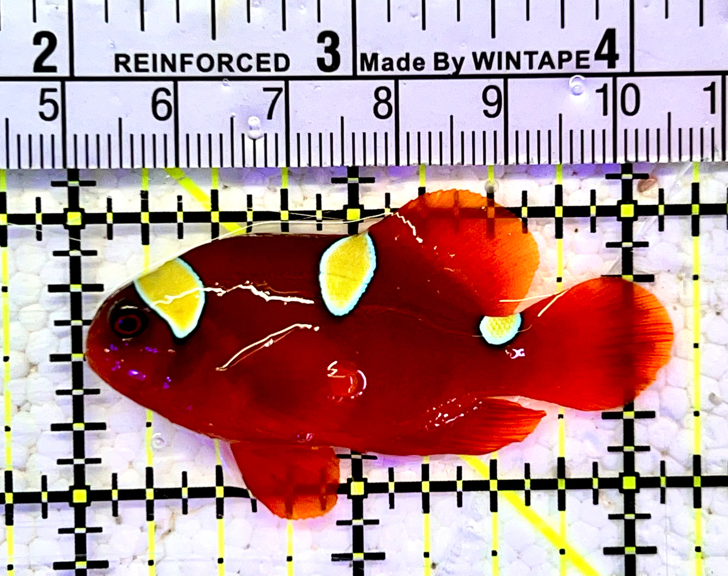 Gold Bar Maroon Clownfish Bali Grade A (Wild Caught) GMC060802 WYSIWYG Size: M 2"