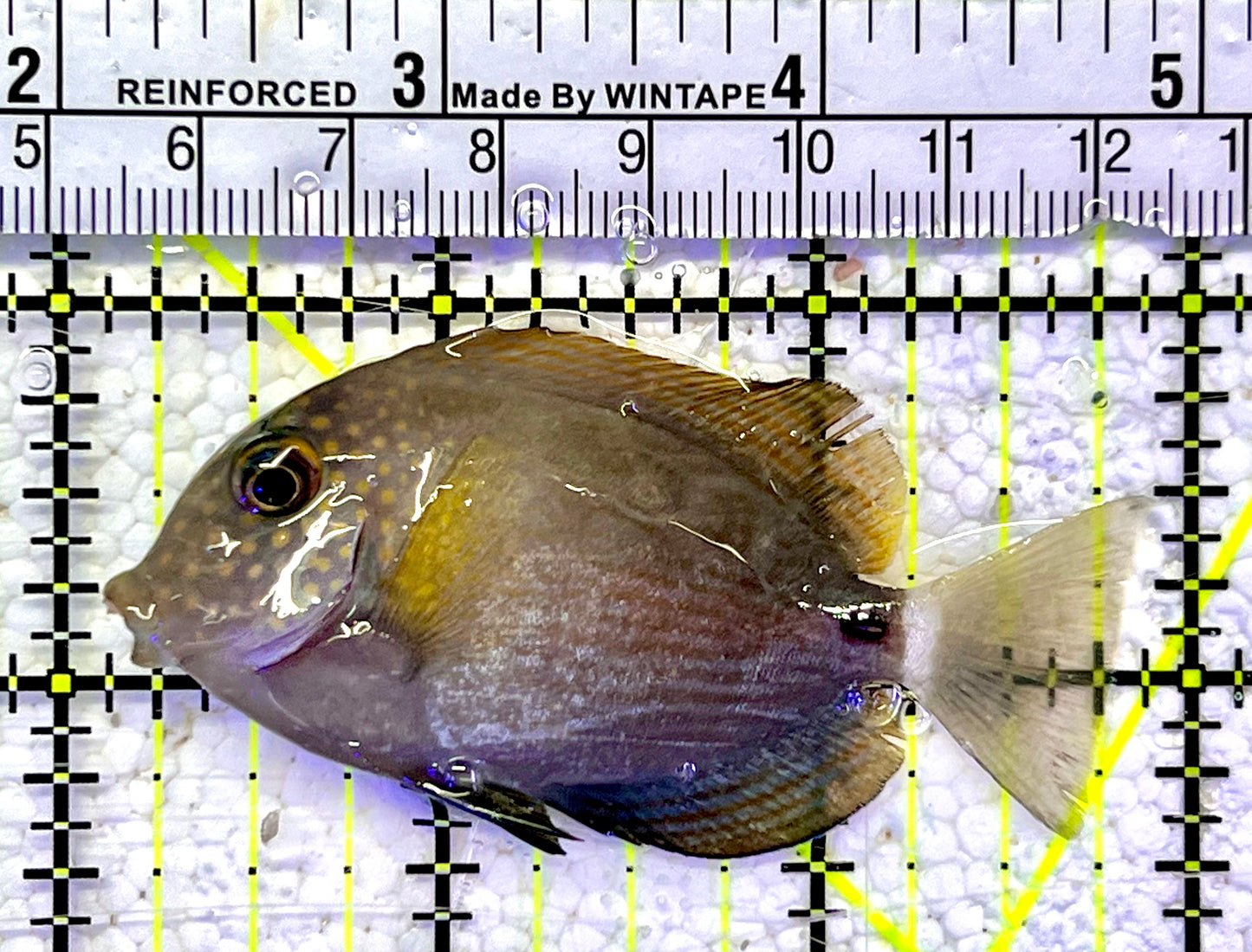 Maculiceps Tang Juvenile MT060802 WYSIWYG Size: S 2.75"