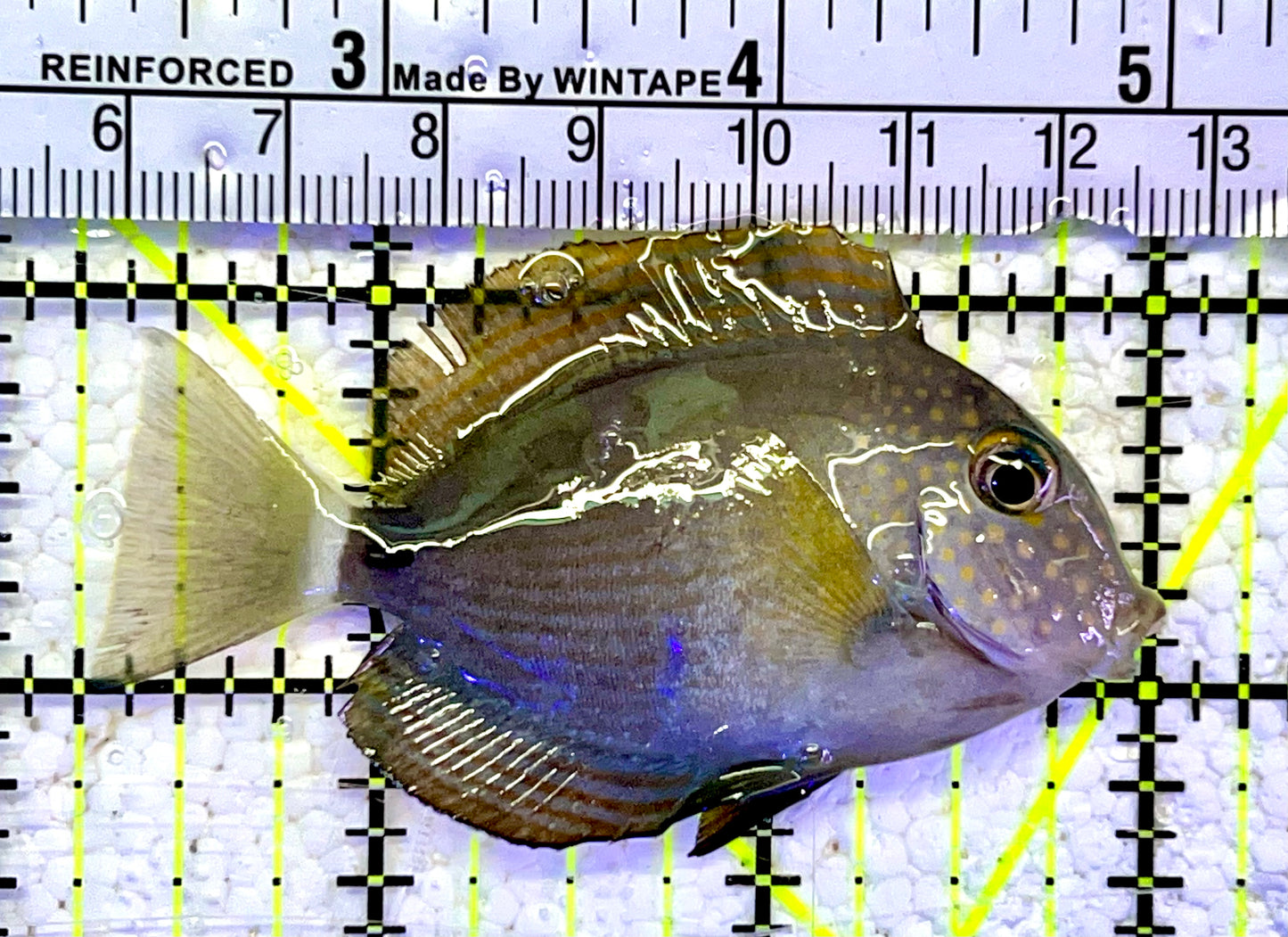 Maculiceps Tang Juvenile MT060802 WYSIWYG Size: S 2.75"