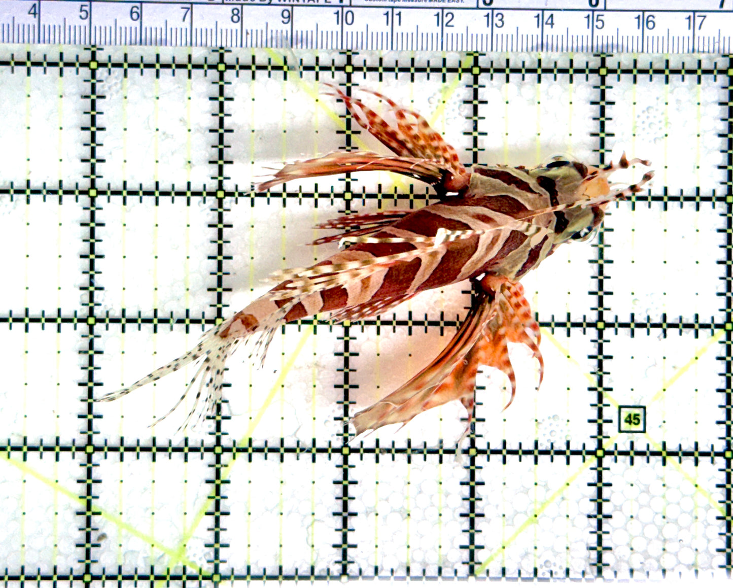Dwarf Zebra Lionfish DZL080301 WYSIWYG Size: XL 4.5" approx